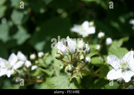 Insetto su una bianca Rubus armeniacus, ‎Rubus idaeus , blackberry fiore Foto Stock