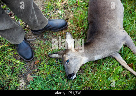 Bracconiere con morti caprioli,bracconaggio,caccia,riprese,cervi, doe, ritratto, vista laterale, isolata, animale selvatico, un piccolo cervo eurasiatico che manca di un visibl Foto Stock