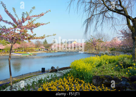 Fiori in fiore nel parco di fiori di Nabana no Sato. Primavera in Giappone. Foto Stock