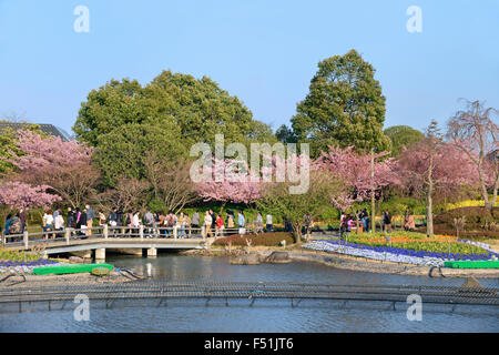 In fiore sakura alberi nel parco di fiori di Nabana no Sato. Primavera in Giappone. Foto Stock