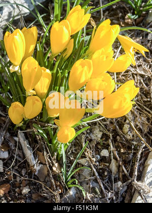 Fiori gialli della Sternbergia Lutea (Autunno daffodil, cadono daffodil, giglio di campo, inverno daffodil, Giallo Autunno crocu Foto Stock