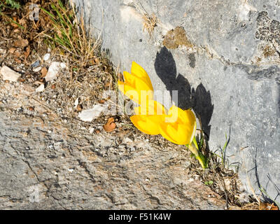 Fiori gialli della Sternbergia Lutea (Autunno daffodil, cadono daffodil, giglio di campo, inverno daffodil, Giallo Autunno crocu Foto Stock