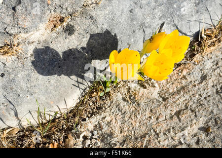 Fiori gialli della Sternbergia Lutea (Autunno daffodil, cadono daffodil, giglio di campo, inverno daffodil, Giallo Autunno crocu Foto Stock