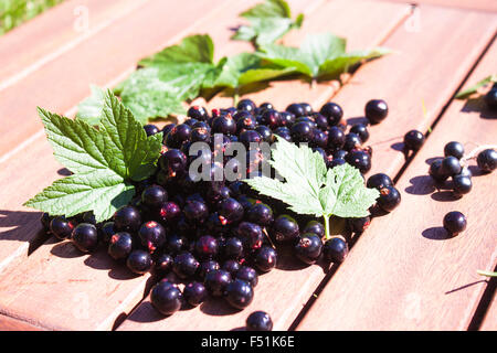 Un mucchio di gustoso ribes nero e verde ribes nigrum foglie Foto Stock