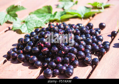 Un mucchio di ribes nero e verde ribes nigrum foglie Foto Stock