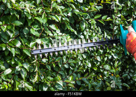 Fresatura di giardiniere boccole, con un trimmer macchina Foto Stock