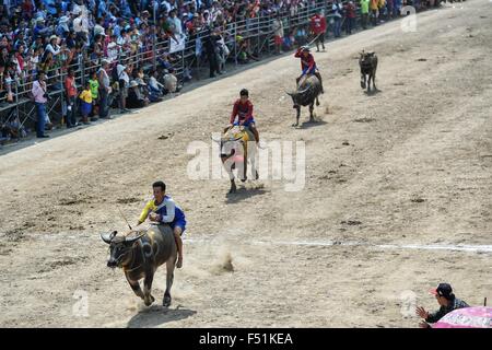 Chonburi, Thailandia. 26 ott 2015. Buffalo-riding concorrenti di competere durante la bufala Racing Festival in Chonburi, Thailandia, 26 ottobre, 2015. Il bufalo annuale Racing Festival di Thailandia Chonburi provincia è stata una tradizione locale per oltre 140 anni. Coltivatori di riso si impegnano in buffalo gare per mostrare apprezzamento per il duro lavoro di bufale che svolgono un ruolo di vitale importanza nella produzione di riso. Credito: Li Mangmang/Xinhua/Alamy Live News Foto Stock