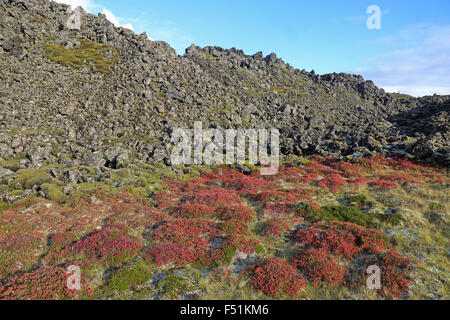 Vista di Berserkjahraun campo di lava in autunno Foto Stock