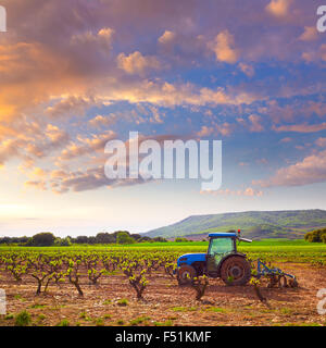 La Rioja vigna tramonto nel modo di Saint James Foto Stock