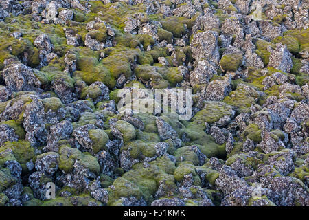 Berserkjahraun campo di lava che mostra moss lava coperto Islanda Foto Stock