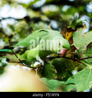 Pappagalli londinesi: Pappagalli a collo d'anello o rosa (psittacula krameri), Kensington Gardens, Londra, Inghilterra, Regno Unito. Pappagallo. Foto Stock