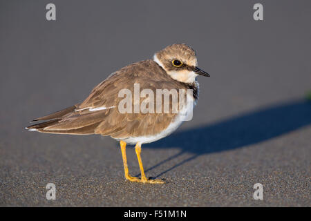 Poco inanellato Plover, capretti permanente sulla spiaggia, Campania, Italia (Charadrius dubius) Foto Stock