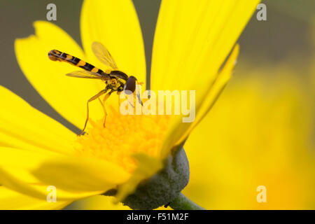 Sphaerophoria scripta, adulto su fiore giallo, Campania, Italia (Sphaerophoria scripta) Foto Stock