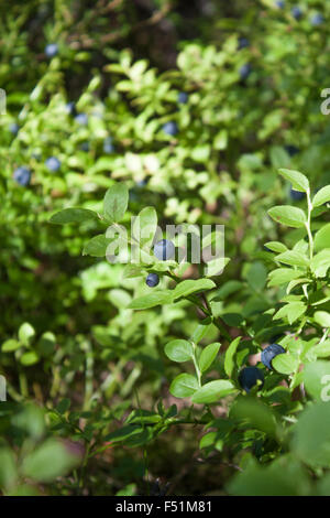 Una boccola piena di blu mirtilli, Vaccinium myrtillus Foto Stock