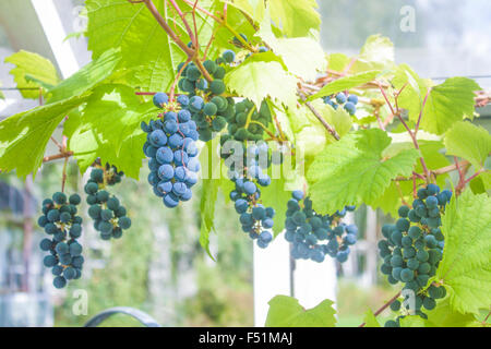 Uve blu, Vitis vinifera in una serra, in Finlandia Foto Stock