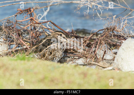 Beccaccino (Gallinago gallinago) sono ' appollaiati sul bordo di un lago, Hampshire, Regno Unito Foto Stock