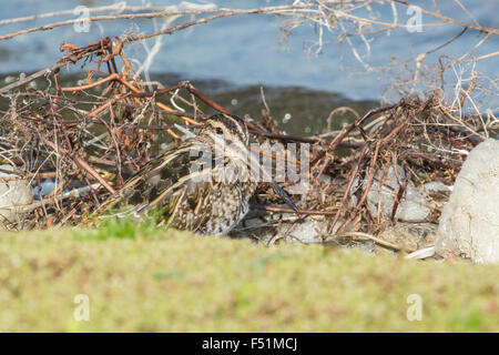 Beccaccino (Gallinago gallinago) sono ' appollaiati sul bordo di un lago, Hampshire, Regno Unito Foto Stock