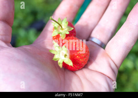 Due fragole, fragaria ananassa su una mano di donna Foto Stock