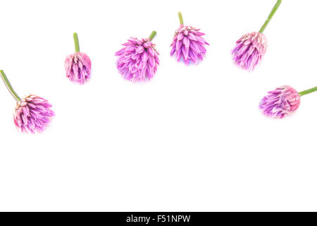 Allium schoenoprasum, fiori di erba cipollina, isolato su sfondo bianco Foto Stock