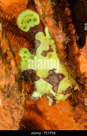 Clown/presenta verrucosa pesce rana (Antennarius maculatus) su una spugna, Lembeh strait, Indonesia Foto Stock