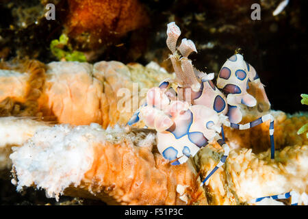 Arlecchino gamberetti (Hymenocera elegans) mangiare starfish, Lembeh strait, Indonesia Foto Stock