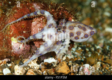 Blue inanellato octopus Hapalochlaena (sp) in una bottiglia, Lembeh strait, Sulawesi, Indonesia Foto Stock