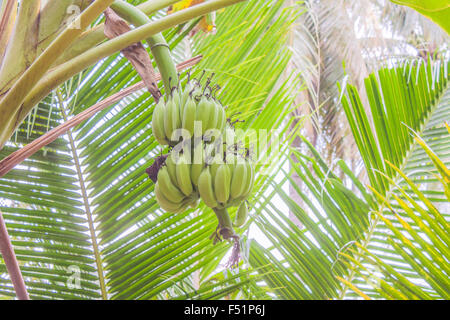 Una maturazione di banane verdi, Musa acuminata appeso a un albero di banana Foto Stock