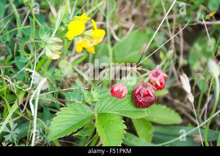 Fragole pianta con il verde di foglie e frutti maturi rossi Foto Stock