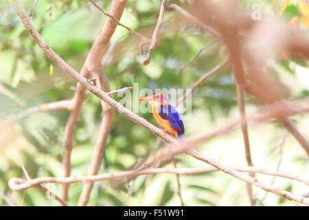 Nana africana Kingfisher (Ispidina picta) in Ghana Foto Stock
