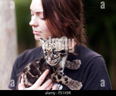 Close-up di un offuscato Leppard Cub durante un animale incontro presso le specie rare Conservation Centre, Sandwich, Kent. Foto Stock