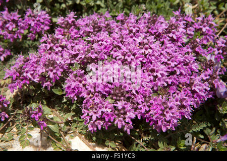 India, Himachal Pradesh, Lahaul Valley, Chhota Dara, viola himalayan azalea fiori selvatici Foto Stock