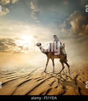 Bedouin passeggiate a dorso di cammello attraverso il deserto sabbioso Foto Stock