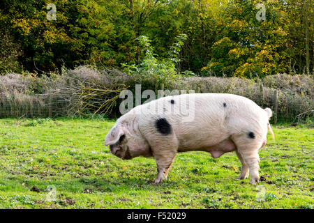 Un maiale in una fattoria in Wolverhampton West Midlands, Regno Unito Foto Stock