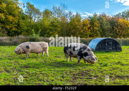 Due maiali in una fattoria in Wolverhampton West Midlands, Regno Unito Foto Stock