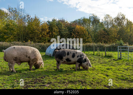 Due maiali in una fattoria in Wolverhampton West Midlands, Regno Unito Foto Stock