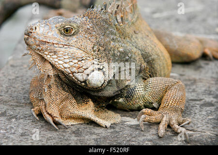 Vista ravvicinata di Iguana nel Parque Bolivar, Guayaquil, Ecuador, Sud America Foto Stock