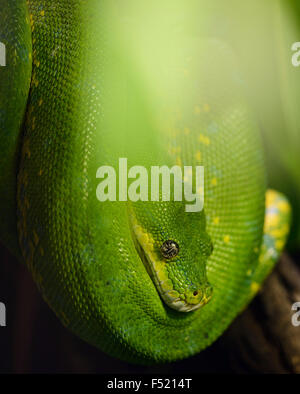 Grüner Baumpython, Morelia viridis, Neuguinea, prigionieri Foto Stock
