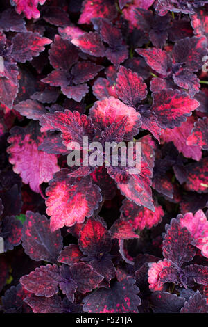 Solenostemon scutellarioides. Coleus salsa calda formaly noto come 'Coleus Tabasco' esce dal di sopra Foto Stock