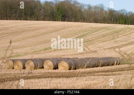 Bails di fieno nel campo degli agricoltori Foto Stock