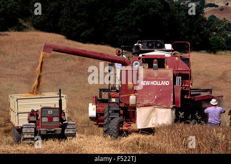 Italia, Basilicata, Roccanova, raccolta del grano Foto Stock