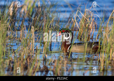 Anatra di legno - Drake Foto Stock