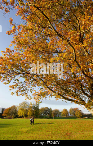 Lago di Windermere, Cumbria, Regno Unito. 26 ottobre, 2015. Regno Unito Meteo .Half Term sun & colori autunnali Credito: Gordon Shoosmith/Alamy Live News Foto Stock