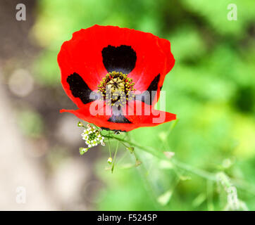 Una chiusura di una coccinella Papavero (Papaver commutatum) "coccinella' Fiore Foto Stock