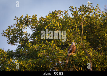 Nibbio reale (Milvus milvus) peched in una struttura ad albero in autunno la luce del sole in Powys, metà del Galles. Foto Stock