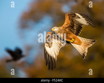 Nibbio reale (Milvus milvus) in-flight in autunno la luce del sole in Powys, metà del Galles. Foto Stock