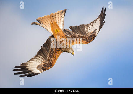 Nibbio reale (Milvus milvus) capovolge in un tuffo nella luce del sole autunnale sostenuta da nuvole in Powys, metà del Galles. Foto Stock