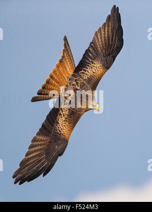 Nibbio reale (Milvus milvus) ali e piumaggio illuminati come si trasforma in autunno la luce del sole in Powys, metà del Galles. Foto Stock