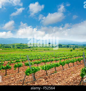 Vigneto in El Bierzo di Leon da San Giacomo a Castilla Spagna Foto Stock