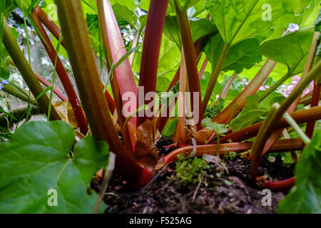 Rabarbaro (Rheum rhabarbarum) coltivate nel giardino, Kent .UK Foto Stock