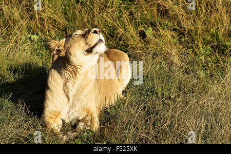 Leonessa ringhiando al sole del mattino, giacente in erba Foto Stock